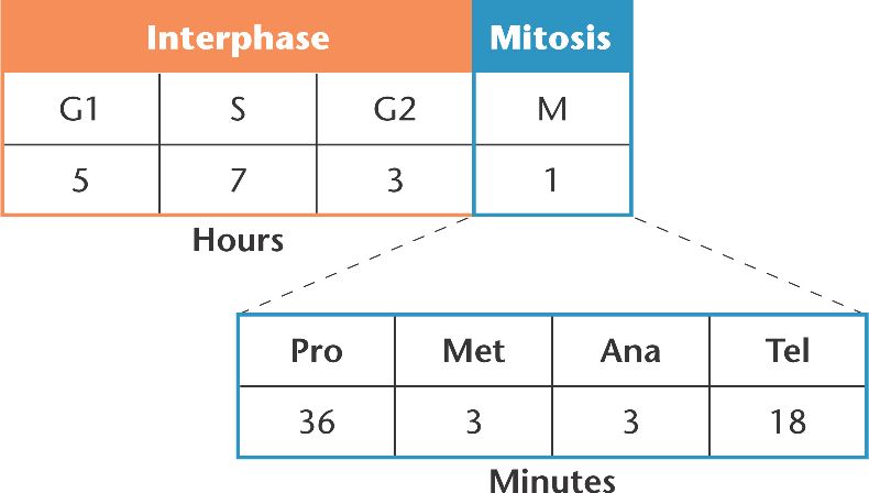 steps of mitosis. steps of ,animal mitosis