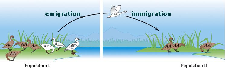 What Is The Difference Between Immigration And Emigration In Science