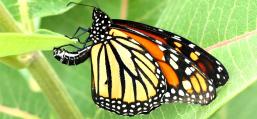 (Monarch) female ovipositing on Common Milkweed