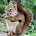 inaturalist project