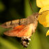 inaturalist project