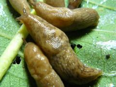 () (Gray Garden Slug) on Common Milkweed