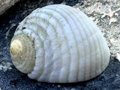 (Pleated Nerite) dorsal