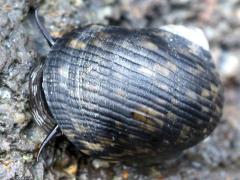 (Wavy Nerite) dorsal
