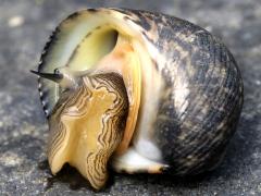 (Wavy Nerite) ventral