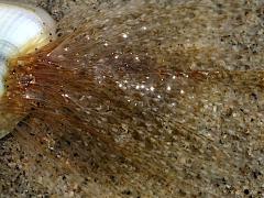 (Bean Clam Hydroid) attached to Gould Beanclam