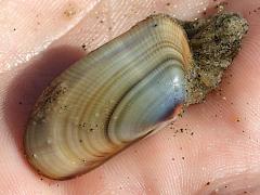 (Bean Clam Hydroid) attaching to Gould Beanclam