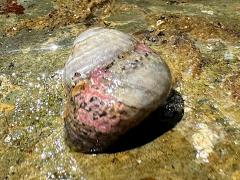 (Banded Tegula) apical