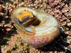(Banded Tegula) basal
