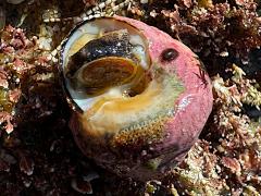 (Banded Tegula) underside