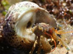 (Banded Tegula) and Blueband Hermit Crab