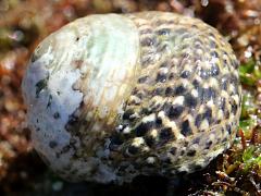 (Banded Tegula) apical