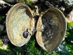 (Butter Clam) open
