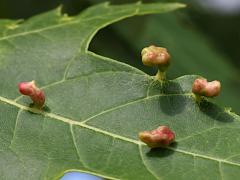 () (Maple Bladdergall Mite) upperside galls on Silver Maple