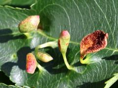 () (Black Cherry Leaf Gall Mite) upperside galls on Black Cherry