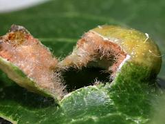 () (Oak Blister Gall Mite) open gall on Bur Oak