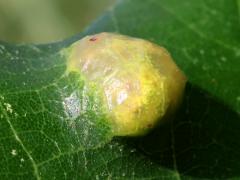 () (Oak Blister Gall Mite) upperside gall on Bur Oak