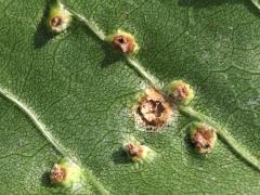 () (Ash Bead Gall Mite) underside galls on Green Ash