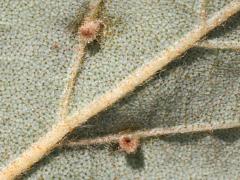 () (Eriophyidae Gall Mite) underside galls on River Birch