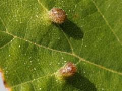 () (Eriophyidae Gall Mite) upperside galls on River Birch