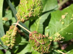 () (Poison Ivy Leaf Mite) leaf galls on Poison Ivy