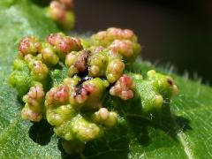 () (Poison Ivy Leaf Mite) upperside galls on Poison Ivy