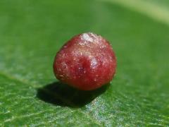 () (Maple Bladdergall Mite) upperside gall on Red Maple