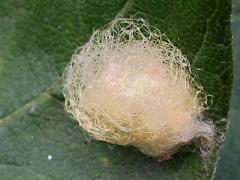 () (Common Pirate Spider) egg sac on Pokeweed