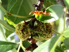 () (Ash Key Gall Mite) galls on Green Ash