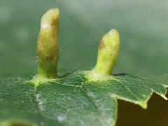 () (Lime Nail Gall Mite) tip galls on American Linden