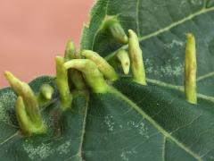 () (Lime Nail Gall Mite) upperside galls on American Linden