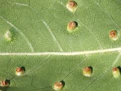() (Ash Bead Gall Mite) underside galls on Green Ash
