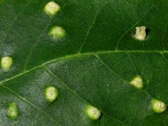 () (Ash Bead Gall Mite) upperside galls on Green Ash