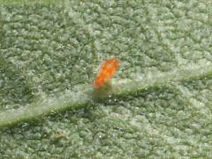 (Acari Mite) dorsal