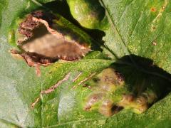 () (Oak Blister Gall Mite) open gall on Bur Oak