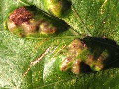 () (Oak Blister Gall Mite) upperside galls on Bur Oak