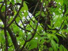 () (Ash Key Gall Mite) galls on Green Ash