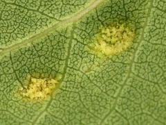 () (Aspen Gall Mite) underside galls on Quaking Aspen