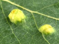 () (Aspen Gall Mite) upperside galls on Quaking Aspen