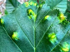 () (Alder Erineum Mite) upperside galls on Green Alder