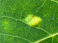 () (Aspen Gall Mite) upperside gall on Quaking Aspen