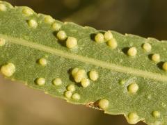 () (Willow Bead Gall Mite) underside galls on Goodding's Willow