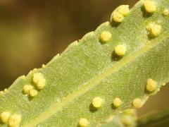 () (Willow Bead Gall Mite) upperside galls on Goodding's Willow