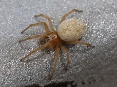 (Mexican Social Spider) dorsal