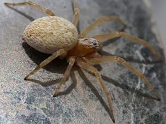 (Mexican Social Spider) lateral