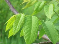 () (Chrysopidae Green Lacewing) egg on Black Walnut