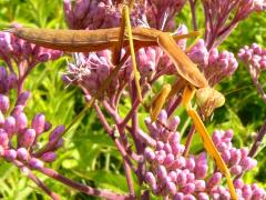 () (Chinese Mantis) male immature on Spotted Joe Pye Weed