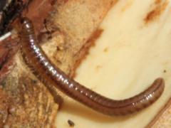 () (Juliformia Round-backed Millipede) on Bur Oak