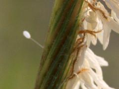 () (Chrysopidae Green Lacewing) egg on Prairie Cord Grass