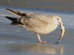 (Freshwater Drum) (American Herring Gull) catches